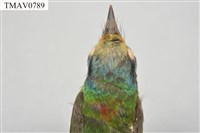 五色鳥藏品圖，第9張